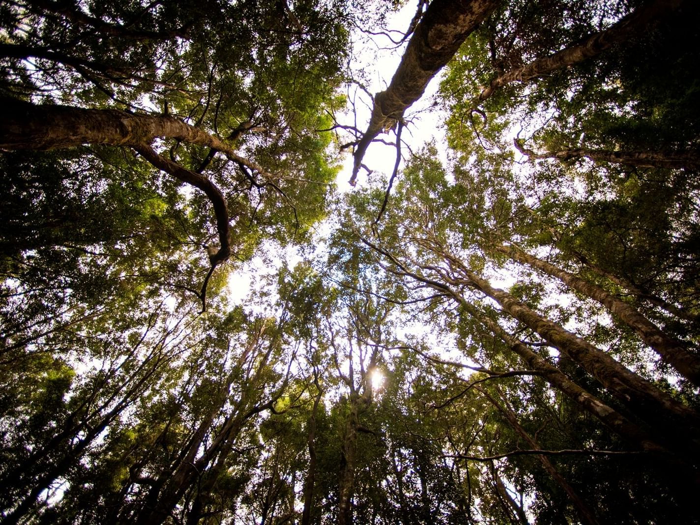 Tasmania's Huon Pine trees near Gordon River Cruise
