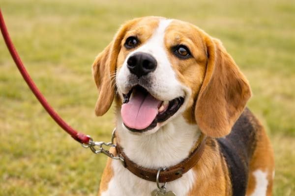 Happy dog on lead at Buckingham Dog Show