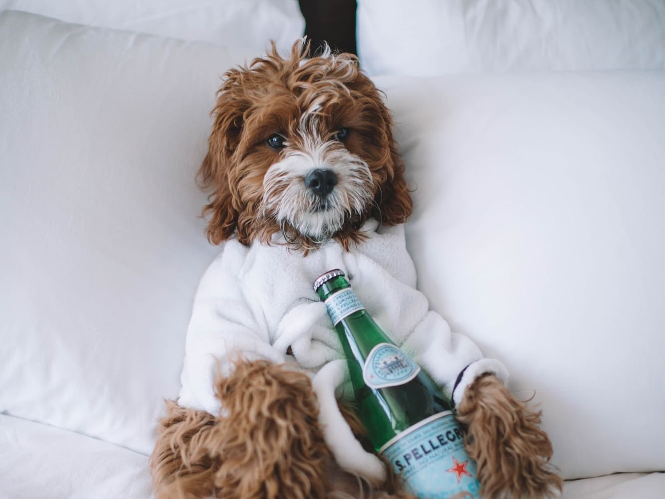 A puppy & beer bottle on a bed at Atlantica Hotel Halifax