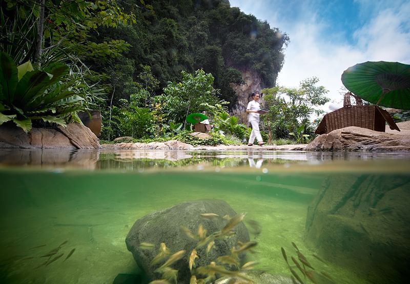 Underwater view of the Garra Rufa pool at The Banjaran Hotsprings Retreat