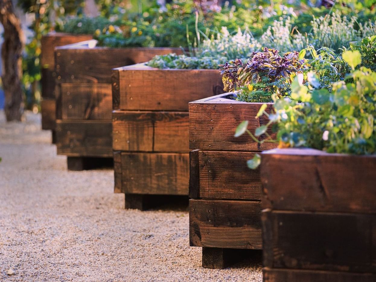 Herb garden in wooden planters