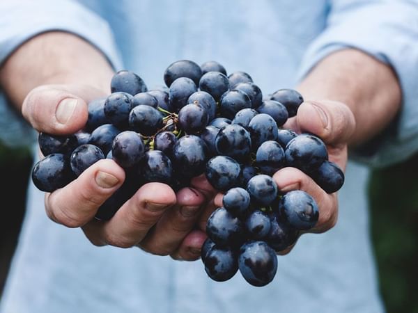 raisons des vins vendéens