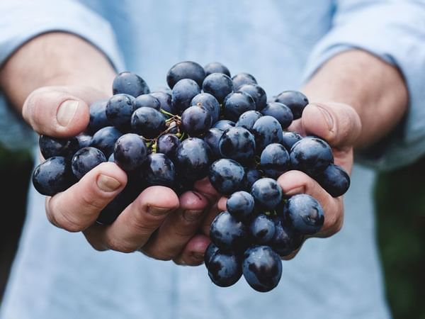 raisons des vins vendéens 