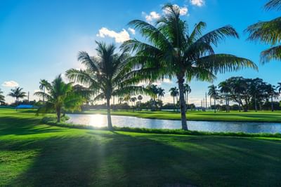 Palm trees beside a lit pond overlooking green fairways beneath blue skies in Miami Lakes Golf Club at Miami Lakes Hotel
