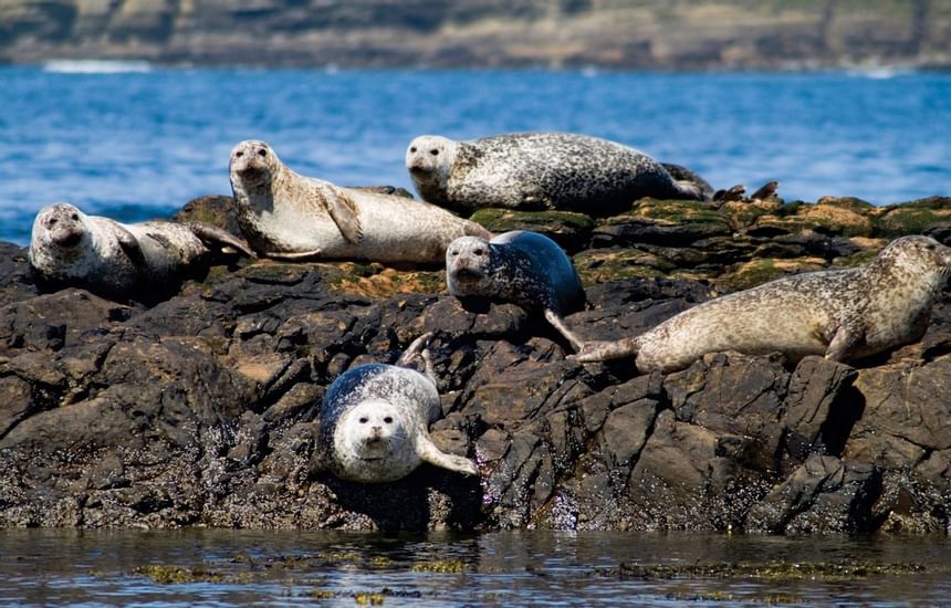 seals