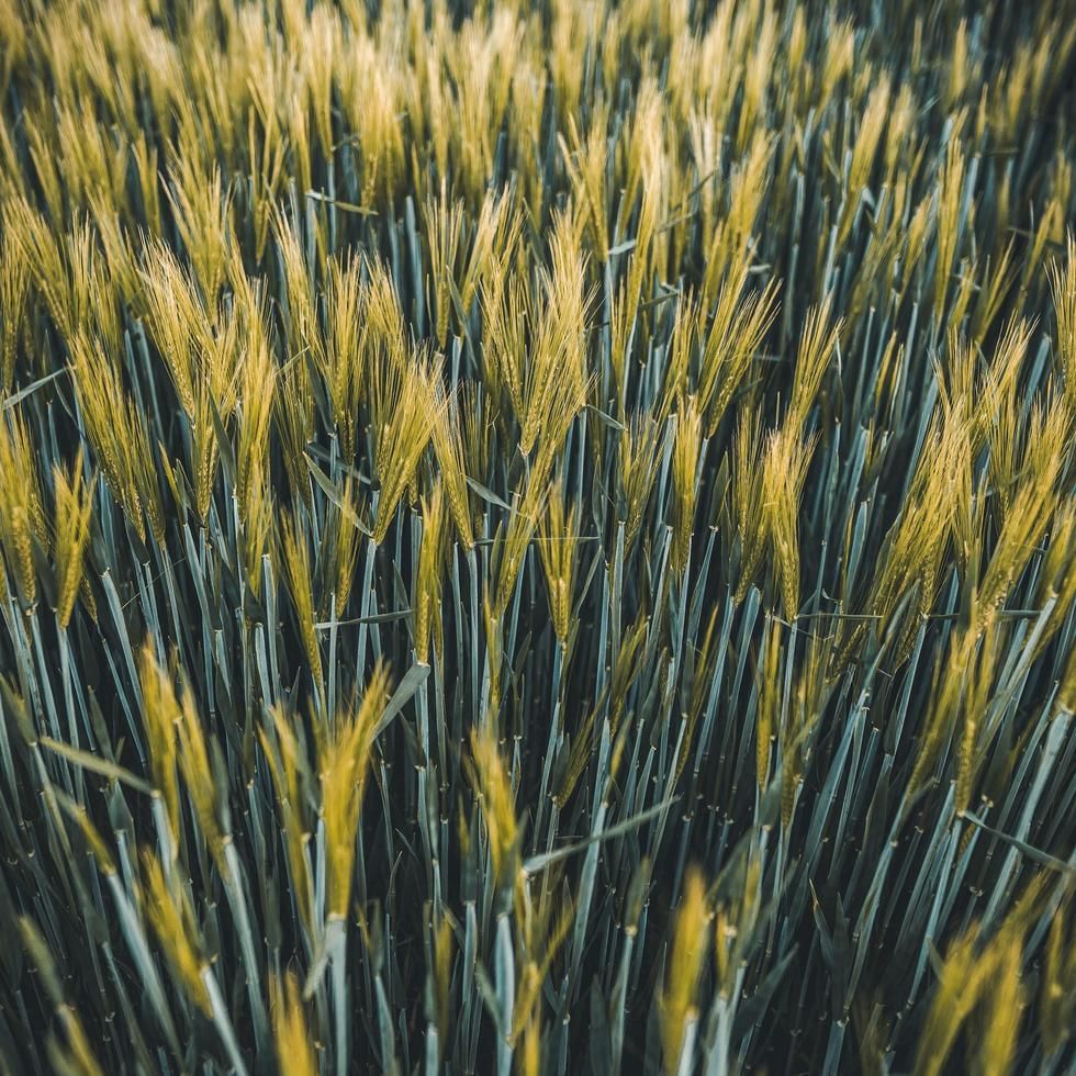 A wheat field near Falkensteiner Hotels