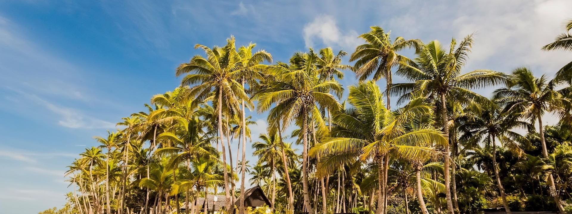 Scenic beach view with palm trees by a stone wall under a clear blue sky near bungalows at Tambua Sands Beach Resort