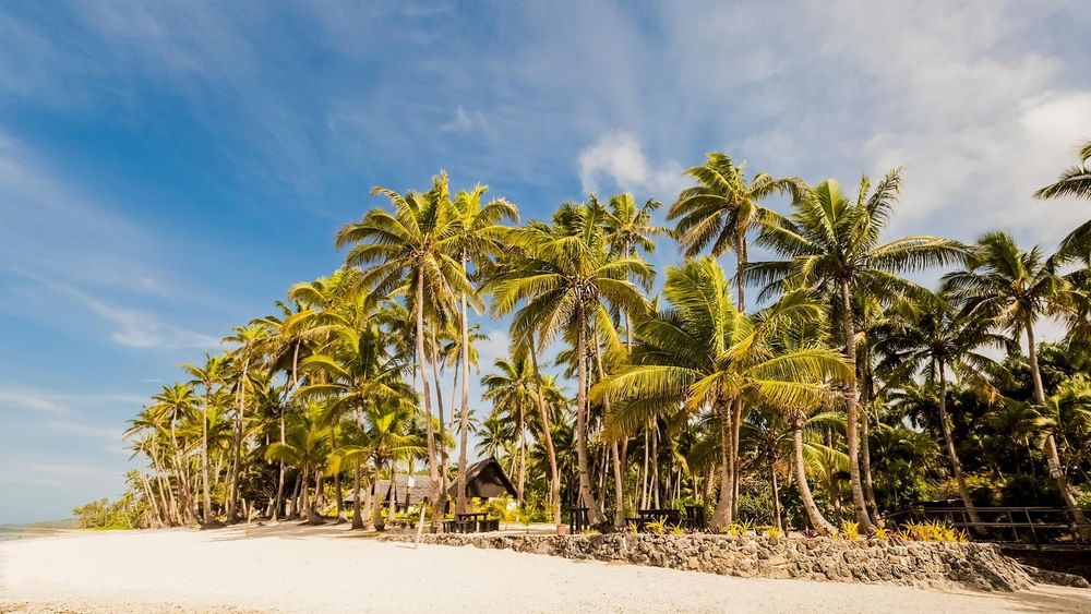 Scenic beach view with palm trees by a stone wall under a clear blue sky near bungalows at Tambua Sands Beach Resort