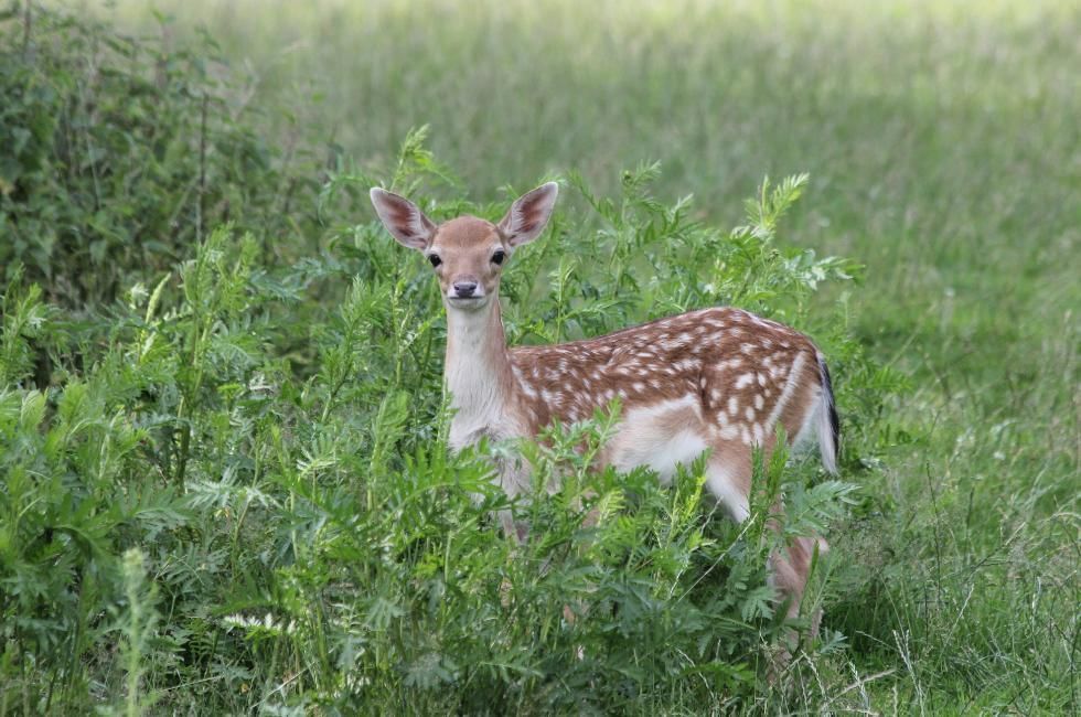 Uk Deer Species featuring the Fallow Deer