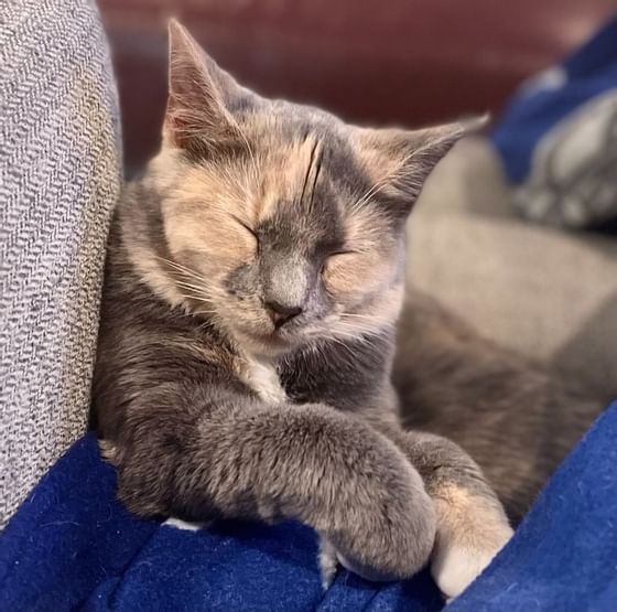 Cat with closed eyes at Alderbrook Resort & Spa