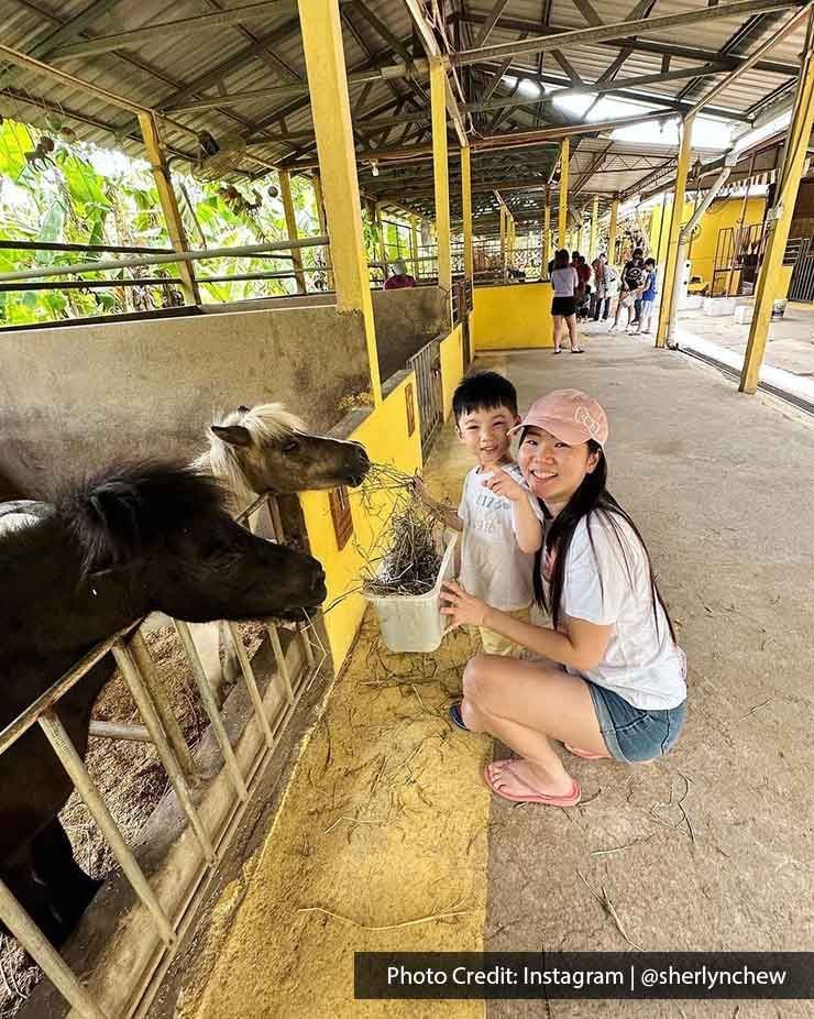 A family was feeding the foals at Countryside Stables in Balik Pulau - Lexis Suites Penang