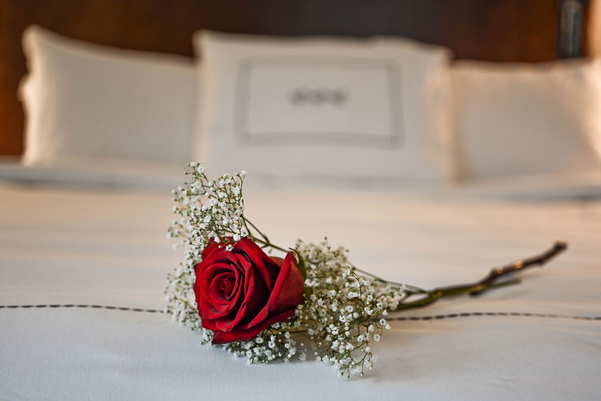 A rose in a bed for Valentine's Day at the Peabody Hotel in Memphis