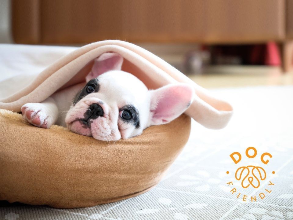 Close-up of a dog on a pillow in a room at FA Hotels & Resorts