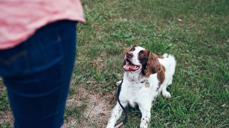 Dog looking happily at its owner in the park