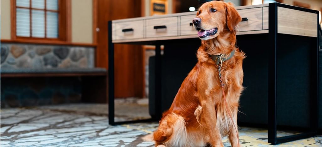 Dog sitting inside a pet-friendly hotel lobby beside a leash and modern furnishings