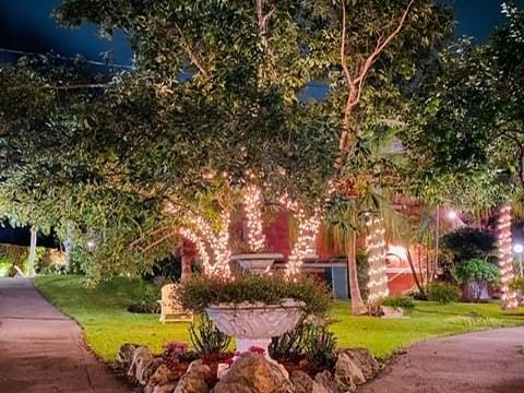 tree lights