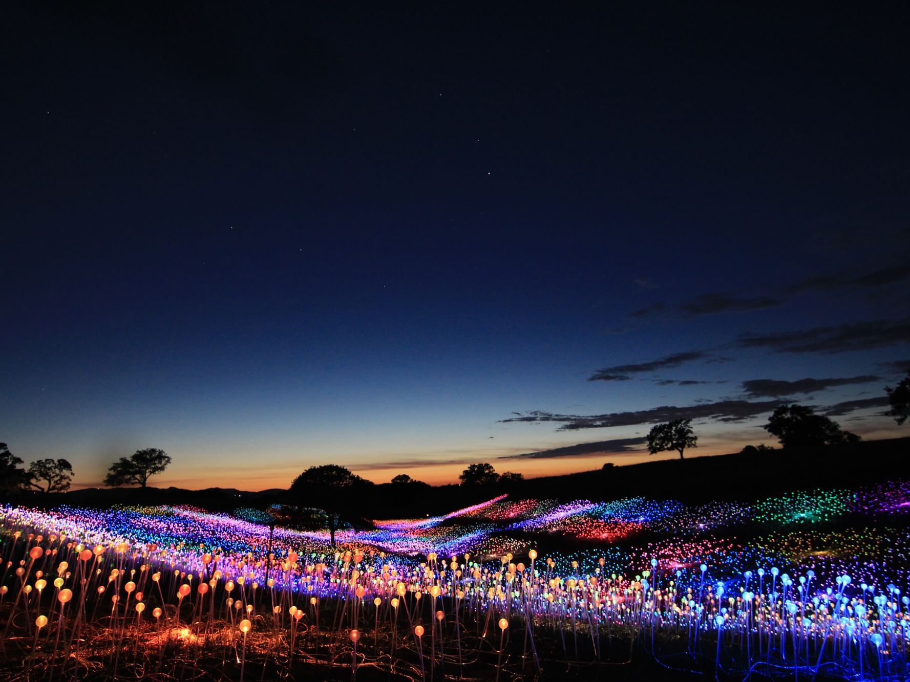 Field of Lights at Sensorio