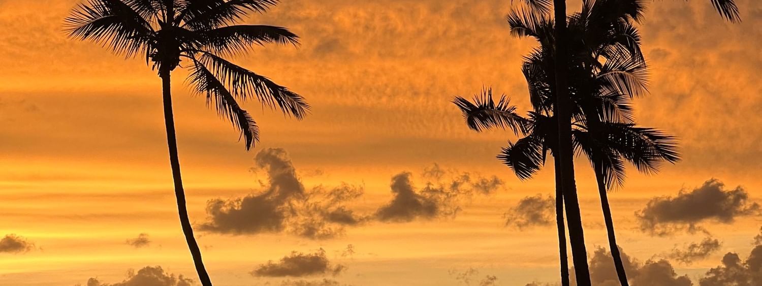 Palm trees against a sunset sky over the ocean at Sunset Terrace Bar in Korolevu
