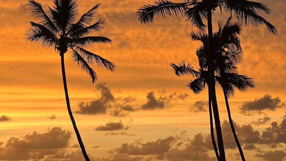 Palm trees against a sunset sky over the ocean at Sunset Terrace Bar in Korolevu.