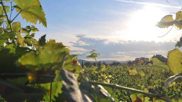 Grapes garden in Uzerche near The Original Hotels
