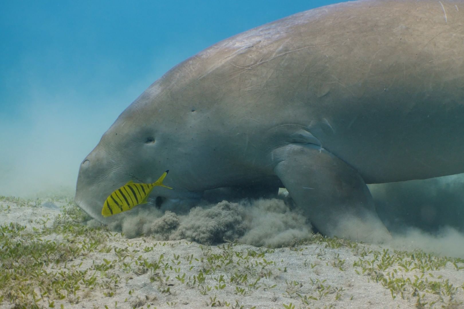 A dugong feeds on seagrass with a small yellow fish nearby in clear blue water.