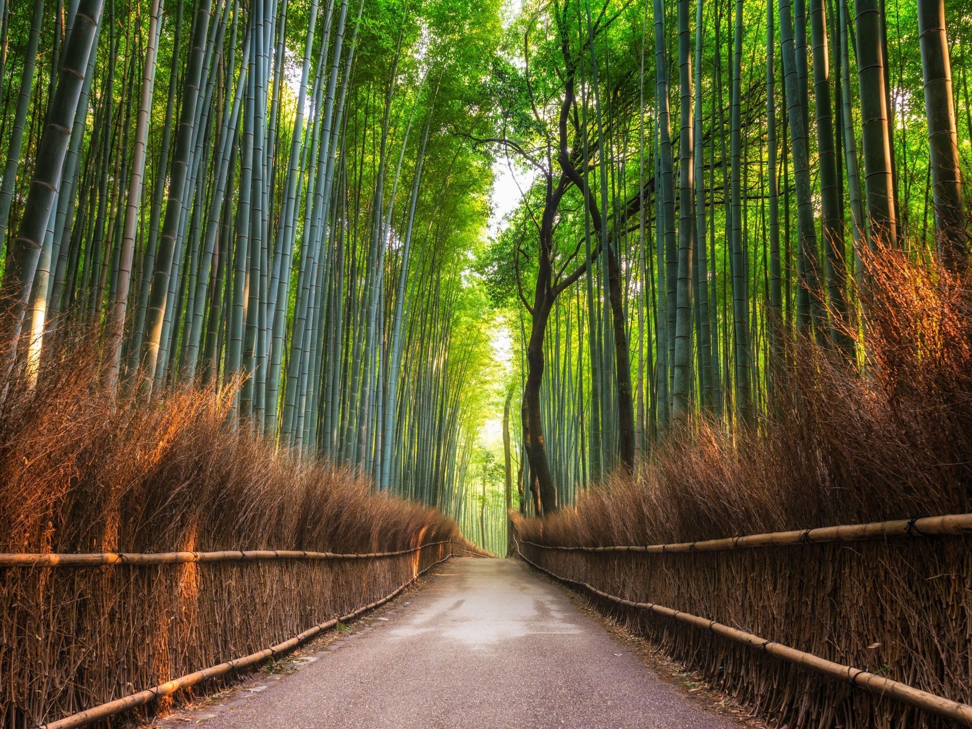 Autumn in Kyoto | Park Hotel Kyoto | Japan