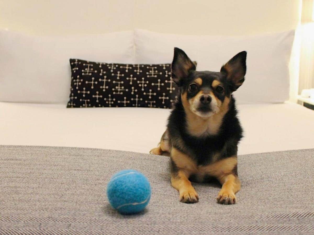 Pet-Friendly Hotels in New York City - The Moderne Hotel NYC