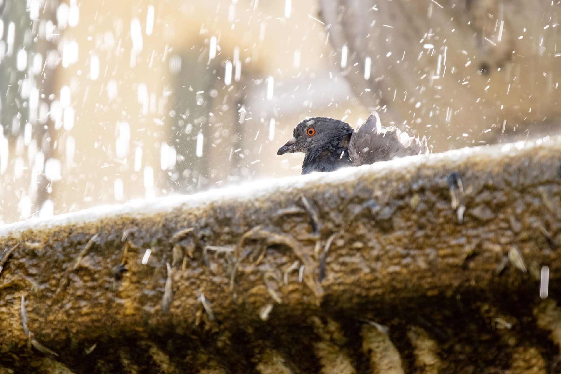 A bird perched on a water fountain at Rome Luxury Suites