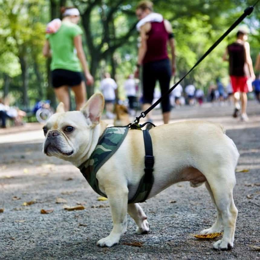 Dog-Friendly Hotels near Central Park New York
