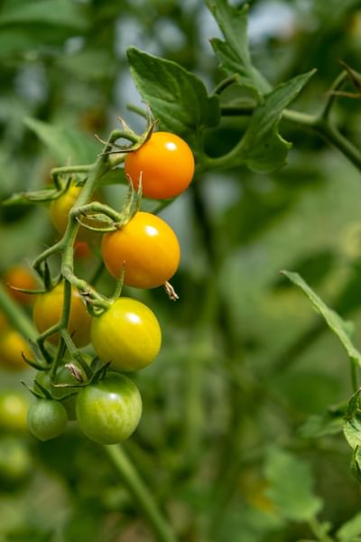 Close up on organic tomatoes grown at Sleeping Lady Mountain