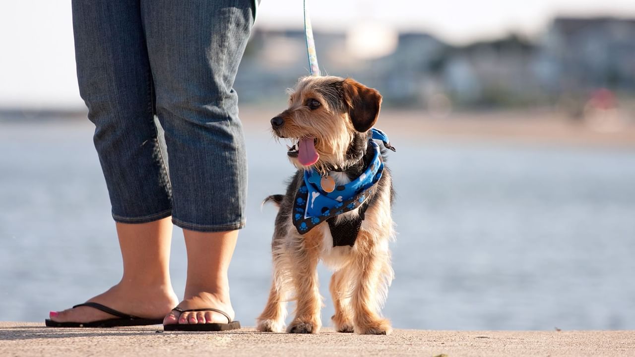 dog with blue scarf on a leash with their owner