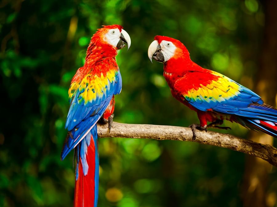 Two scarlet macaws perched on a branch at Green Planet near DAMAC Hotels & Resorts, the best family hotels in Dubai