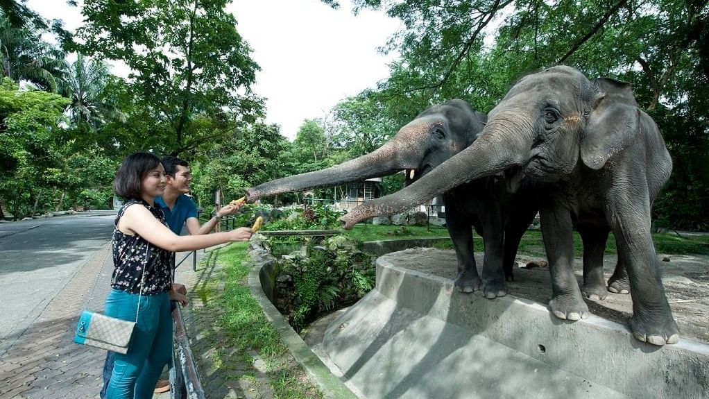 A couple watching elephants at Negara Zoo near Sunway Lagoon