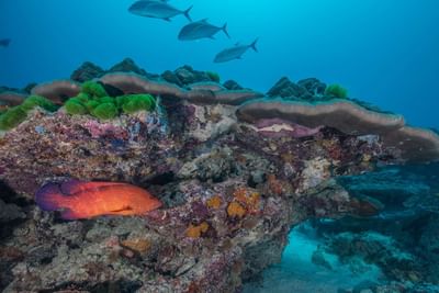 Great Barrier Reefs near Heron Island Resort in Queensland