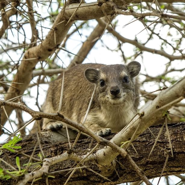 Hyrax on a tree branch near the Mbuzi Mawe Serena Camp