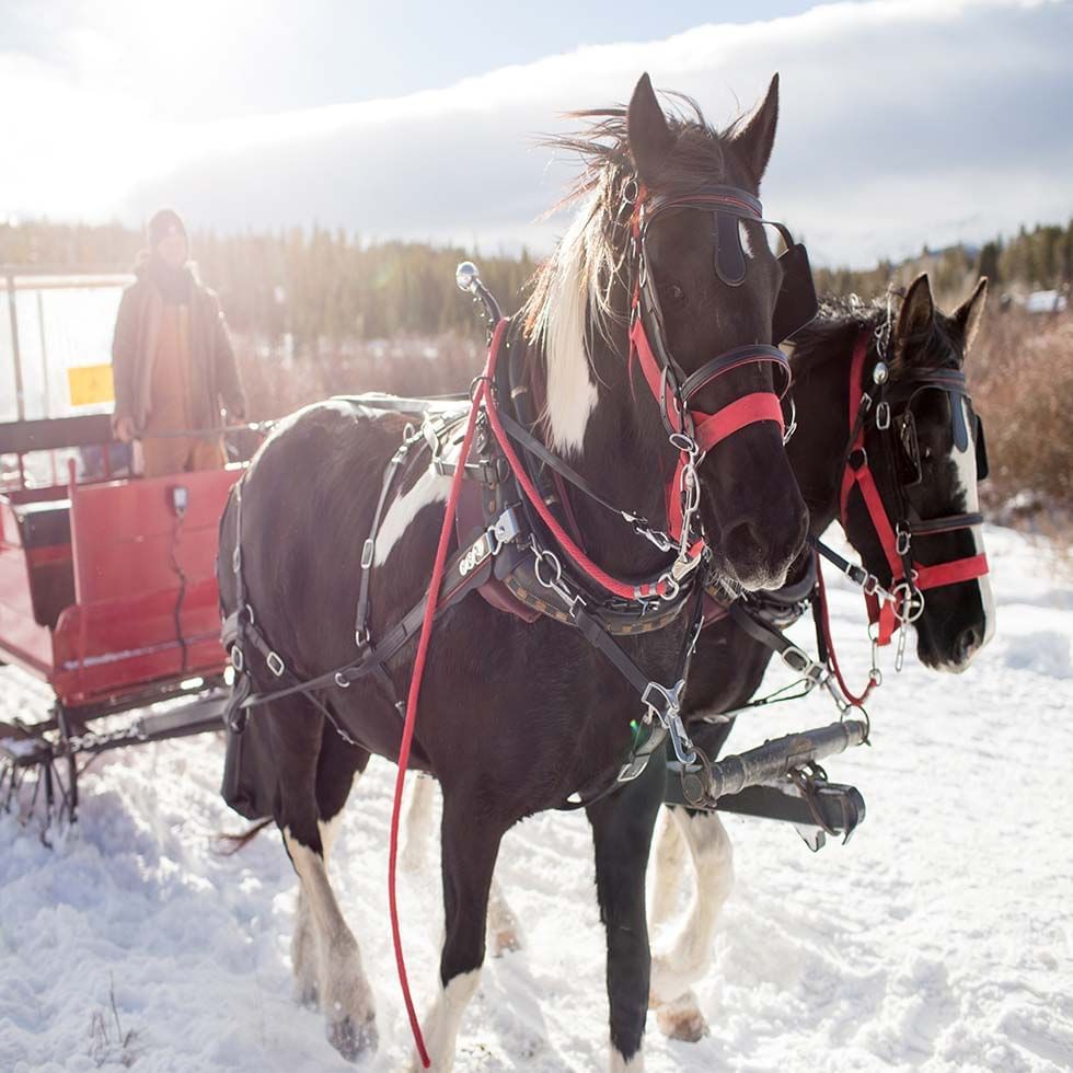 2 horses pulling a carriage on snowy road, Falkensteiner Hotels