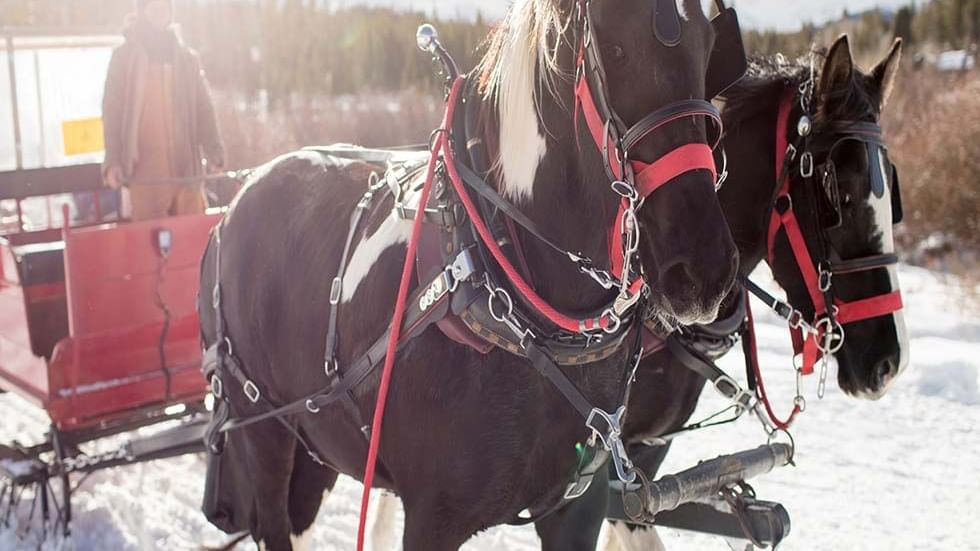 Two horses pulling a carriage on a snowy road near Falkensteiner Hotel Montafon