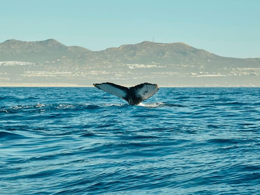 A whale breaching the sea captured in Los Cabos boat tour near Live Aqua Resorts and Residence Club