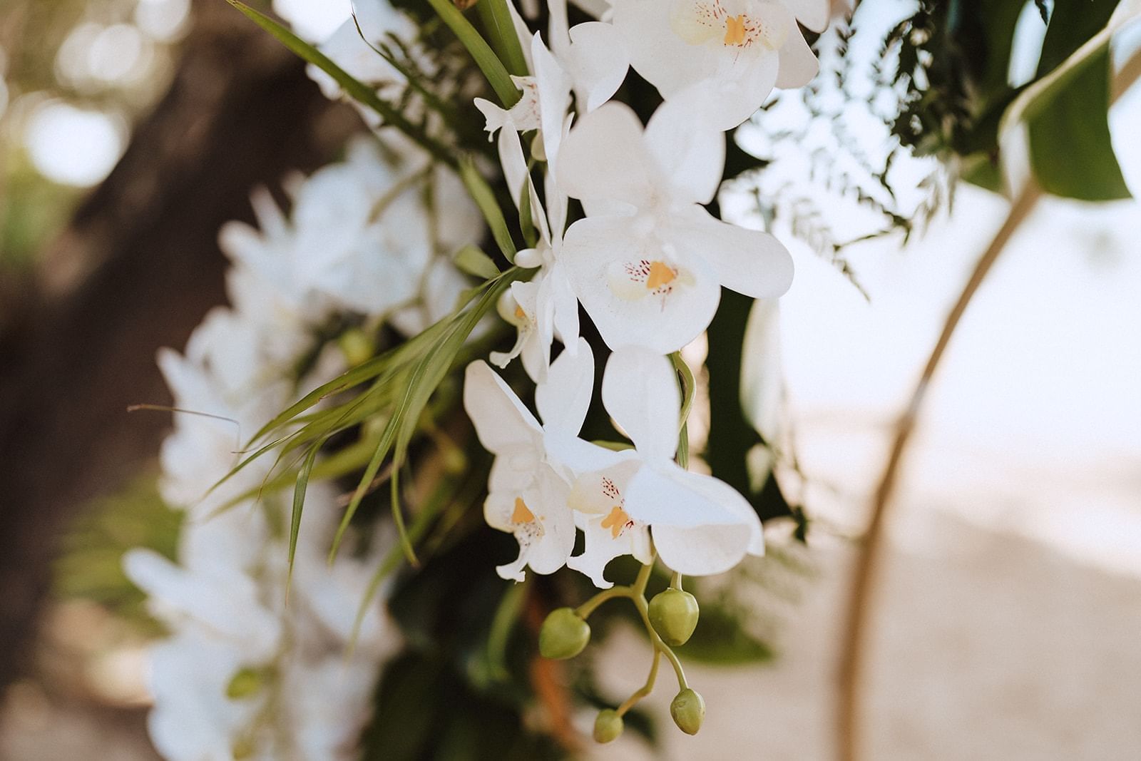 Close-up of Arbour Florals, Pullman Palm Cove Sea Temple Resort