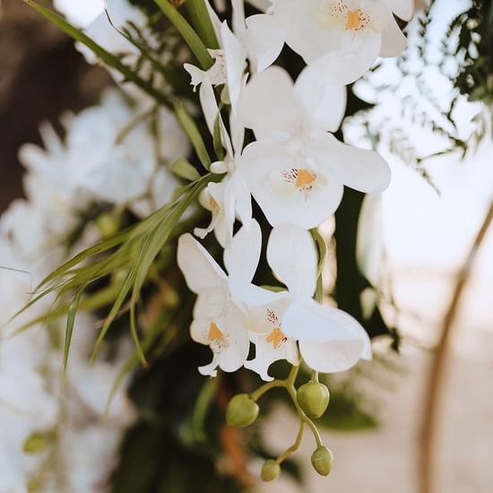 Close-up of flowers at Pullman Palm Cove Sea Temple Resort