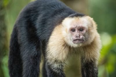 Closeup of a Monkey near Rio Celeste Hideaway