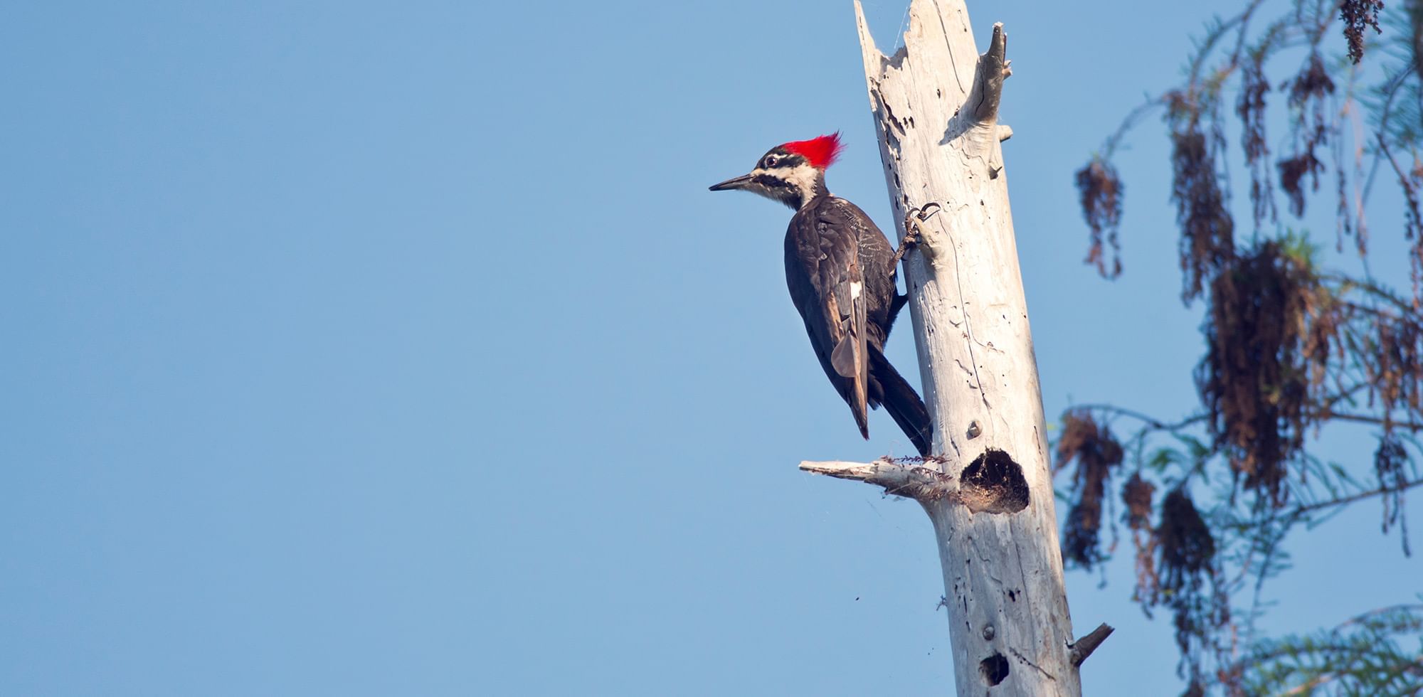 Closeup of a Woodpecker on a tree near Coast Hotels Downtown