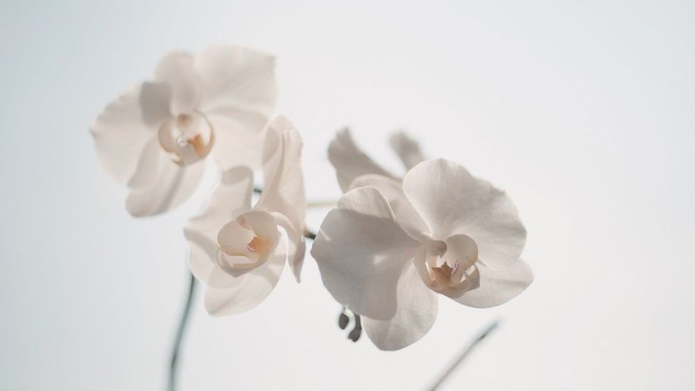 Two flowers can be seen at Pullman Magenta Shores