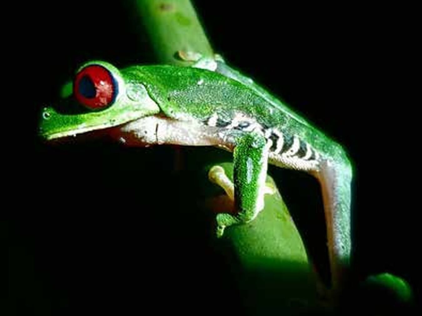 Primer plano de rana arbórea de ojos rojos cerca de Playa Cativo Lodge