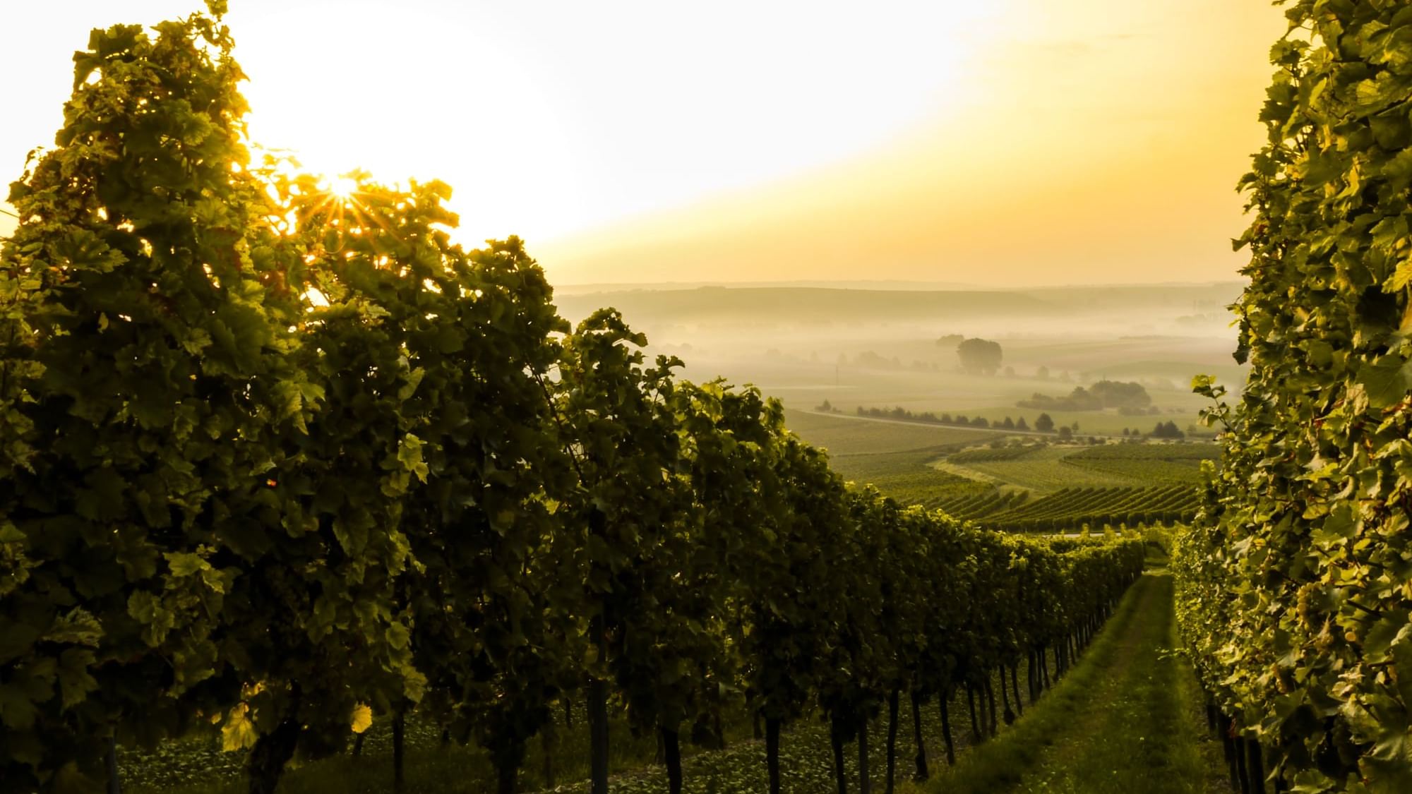 Beautiful vineyard during the sunrise near Originals Hotels