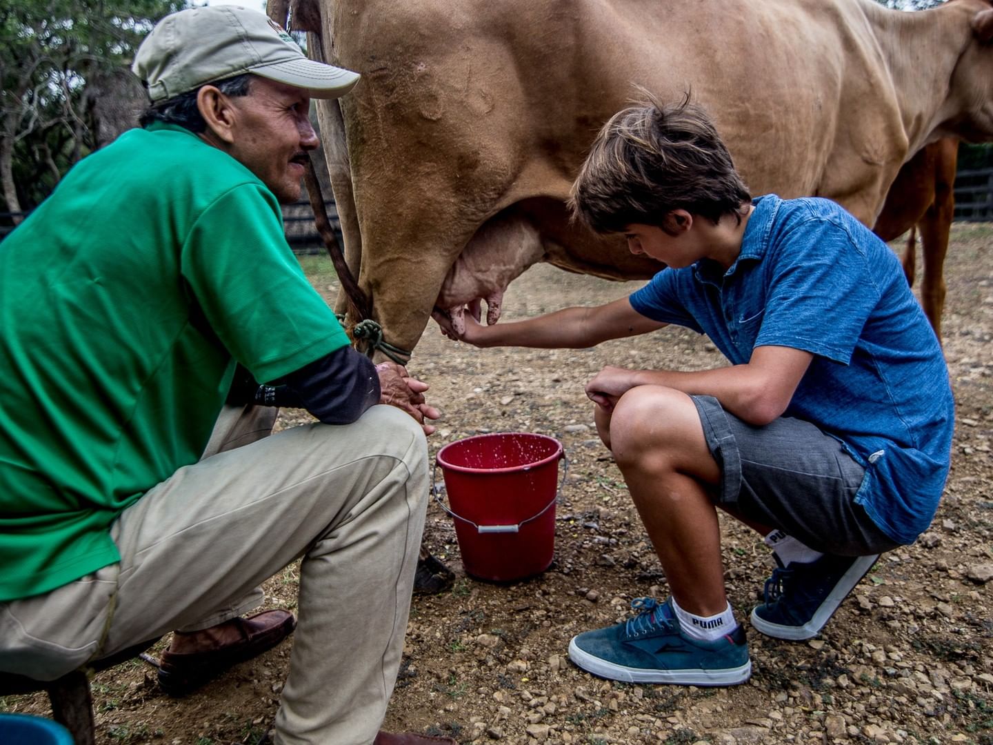 Boy milking a cow on a farm by a bucket with a worker, cultural experiences in Nicaragua at Morgan's Rock Reserve & Ecolodge