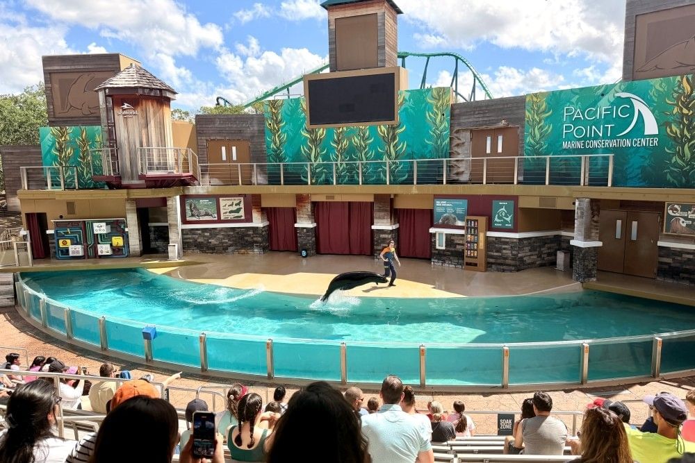 A sea lion leaps out of the water in a moat around an outdoor stage for the sea lion show at SeaWorld Orlando. 