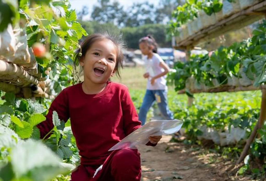 little girl picking berries at Krause Berry Farms