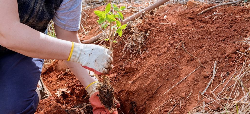 woman planting a tree
