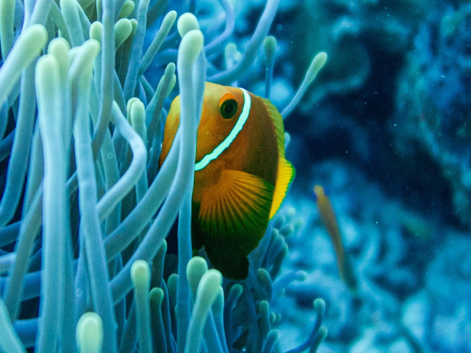 Marine Life | Maldives Travel | Grand Park Kodhipparu, Maldives 